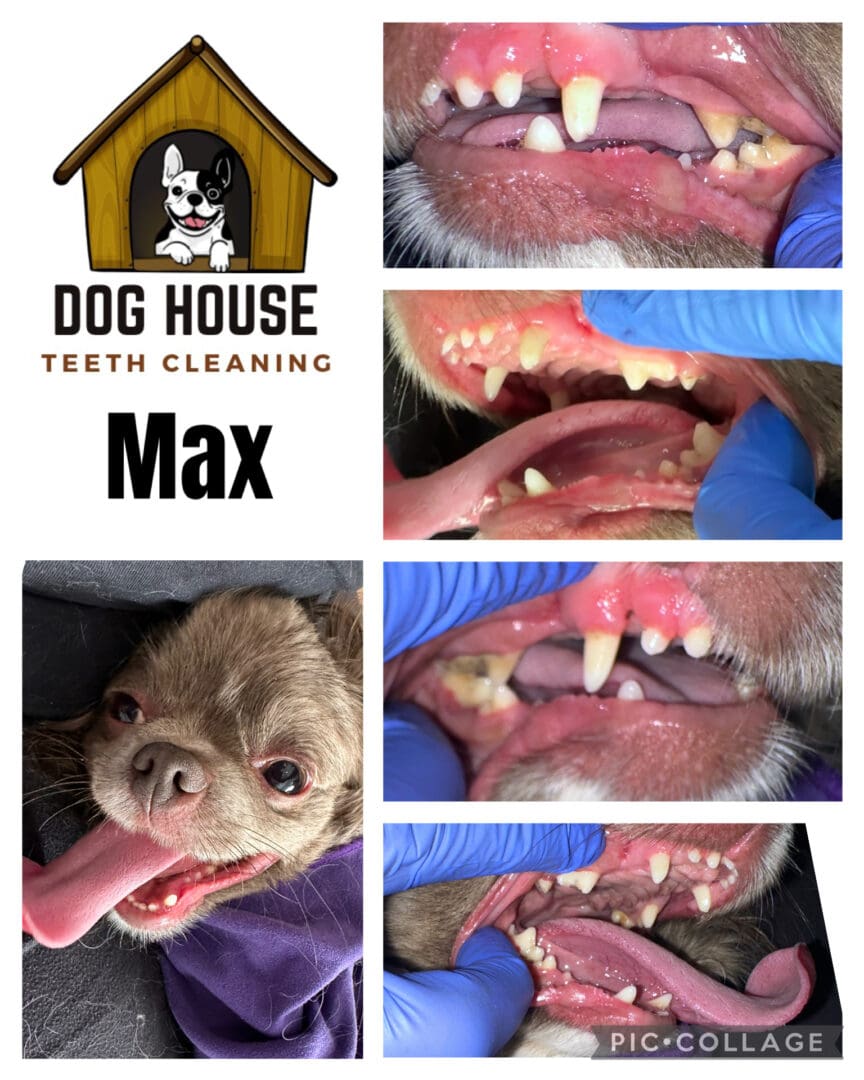 Dog Teeth Cleaning in Waterloo