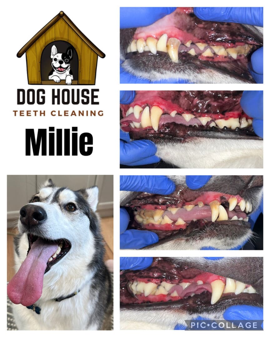 Dog Teeth Cleaning in Waterloo