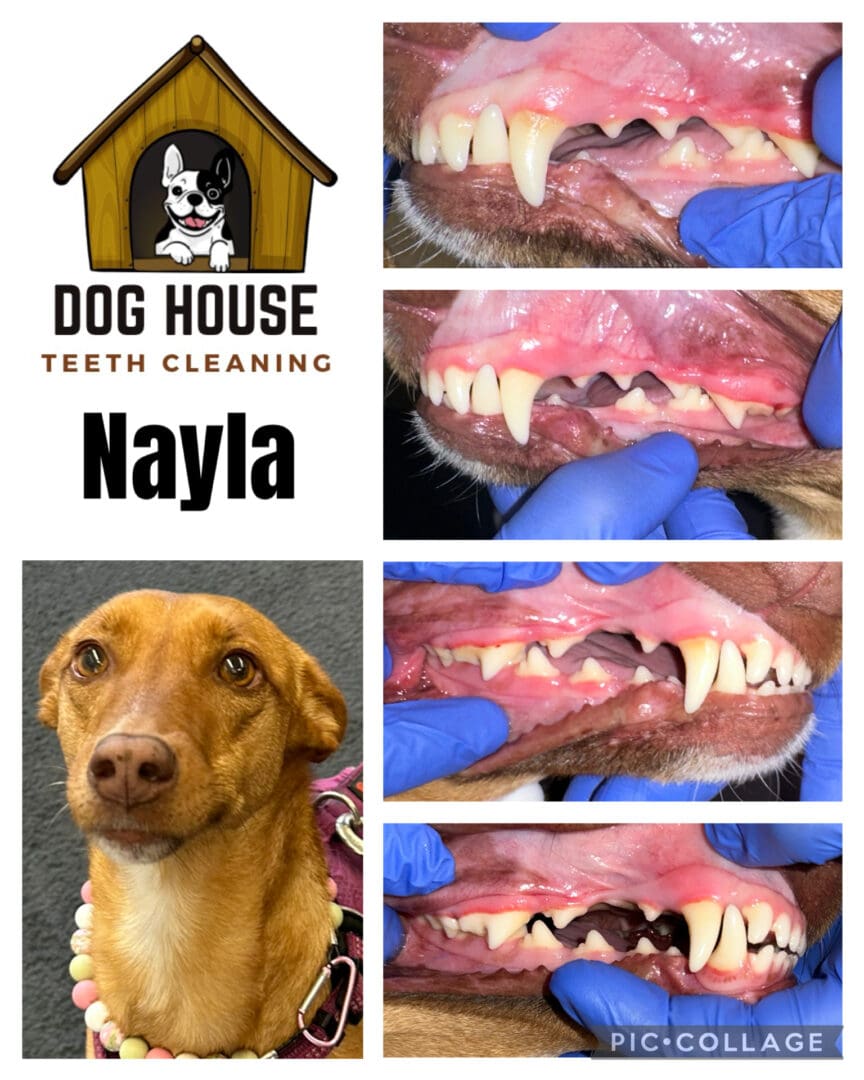 Dog Teeth Cleaning in Waterloo