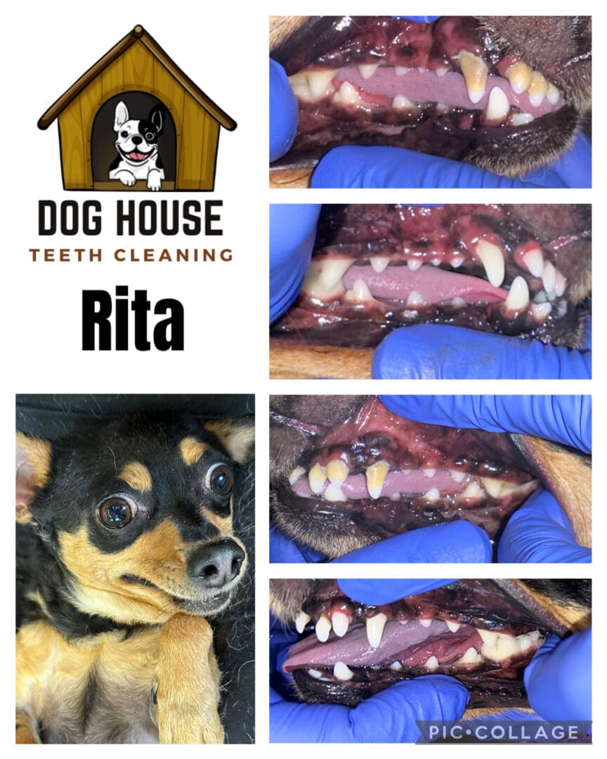 Dog Teeth Cleaning in Waterloo