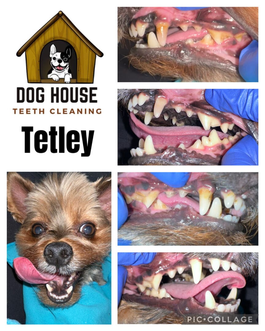 Dog Teeth Cleaning in Waterloo