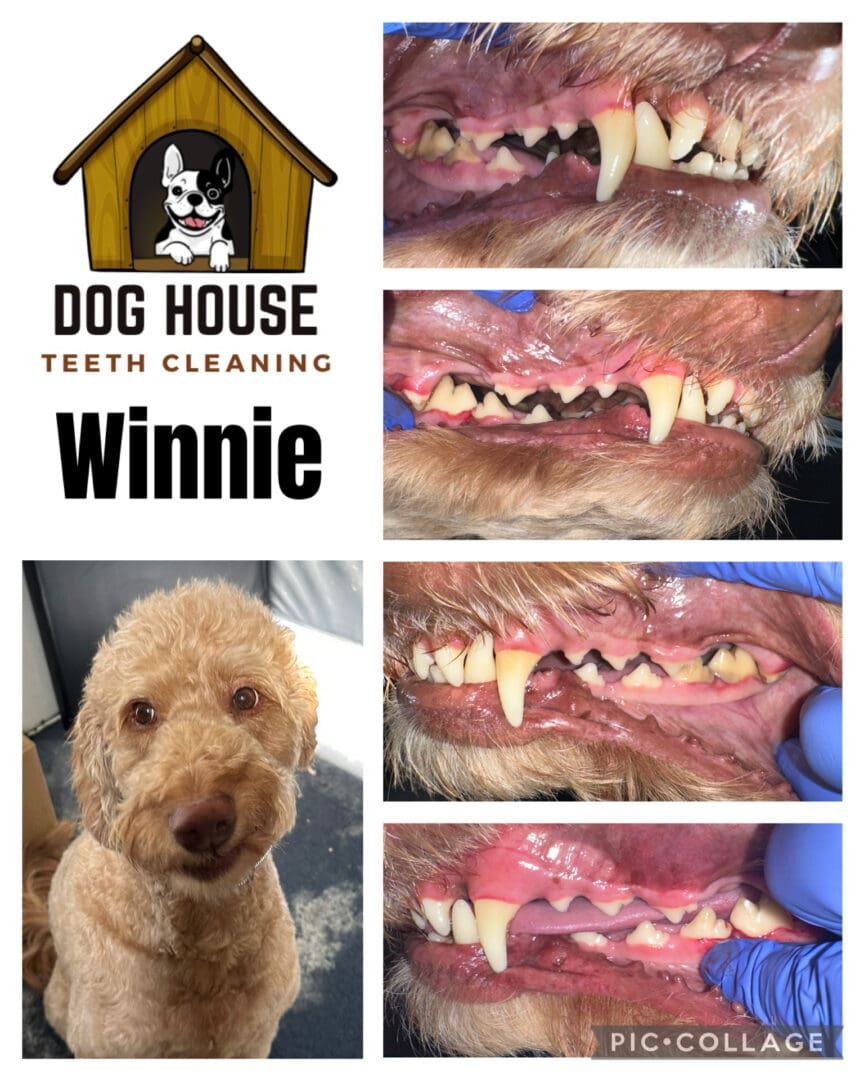 Dog Teeth Cleaning in Waterloo