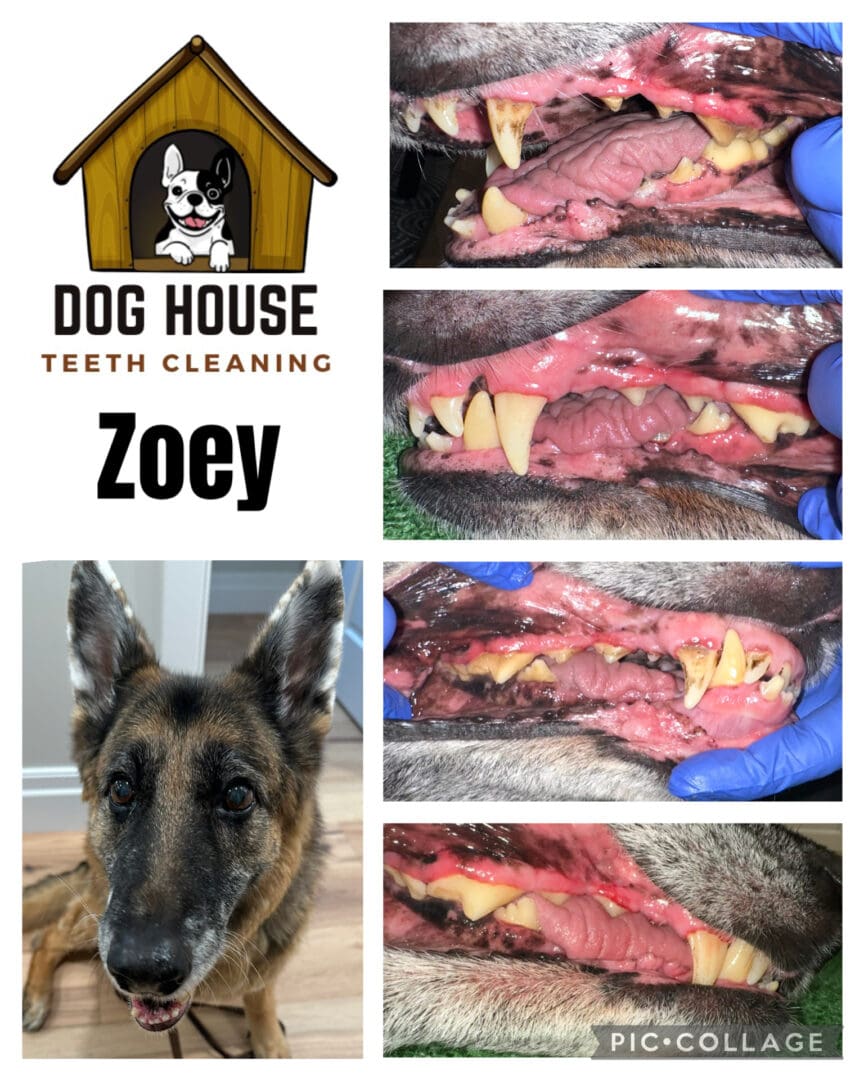 Dog Teeth Cleaning in Waterloo